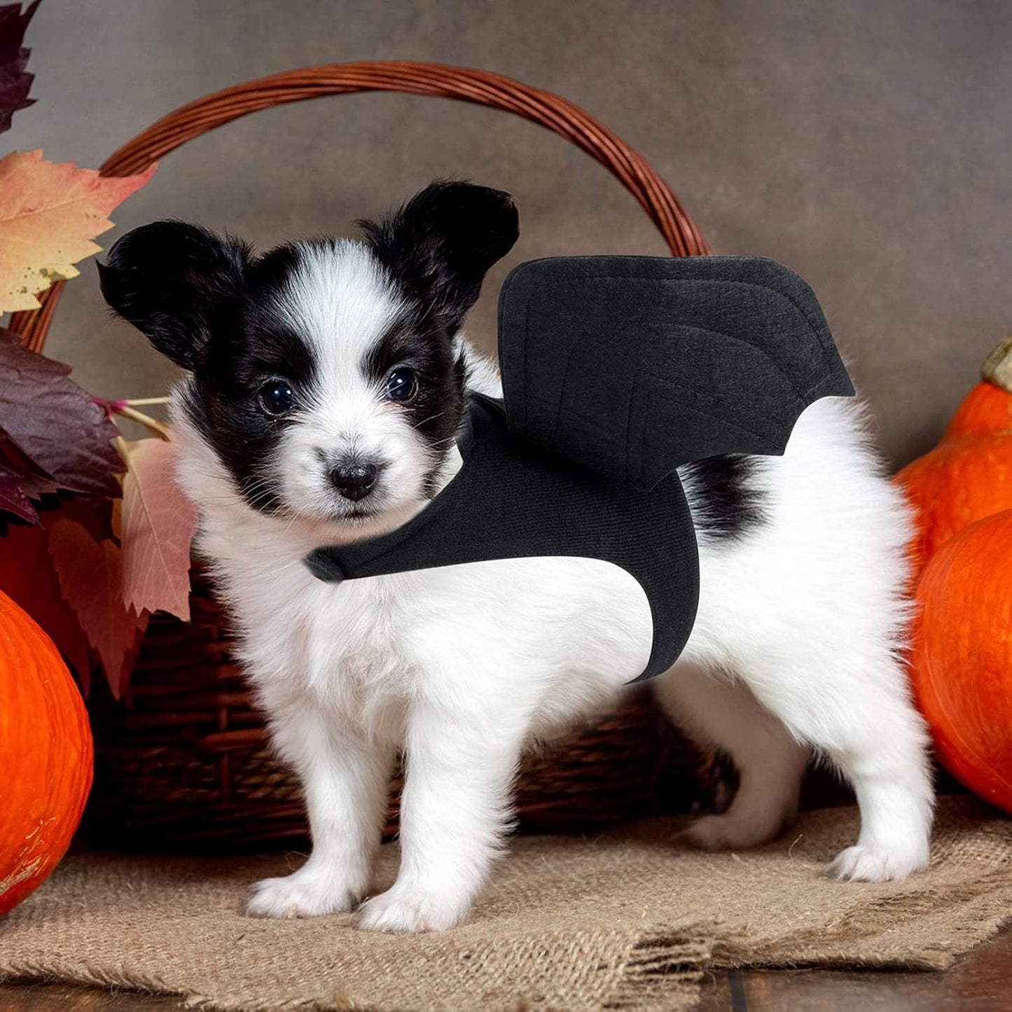 Halloween Bat Wings Costume for Dogs and Cats - Medium Pet Costume for Halloween Celebrations